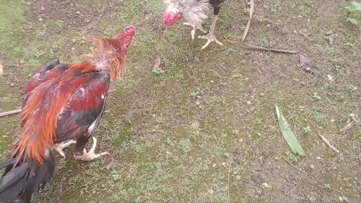 bendral vs jalak wido