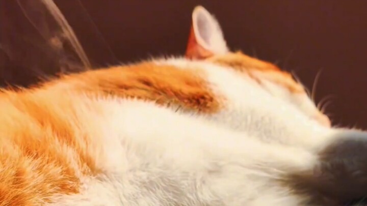 แมวนอนบนเตียงจนร้อนแล้ว