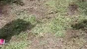 stag