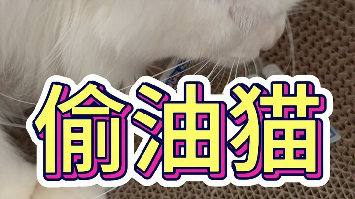 A cat sneaking fish oil to eat