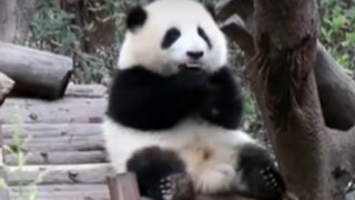 【大熊猫和花】班花魅力无限，游客连连惊呼太可爱了(清明节库存)