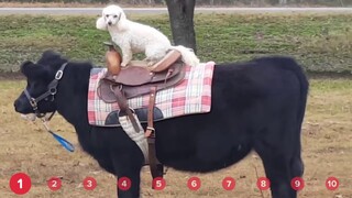 Doggie Cowboy Bouncing Kittens