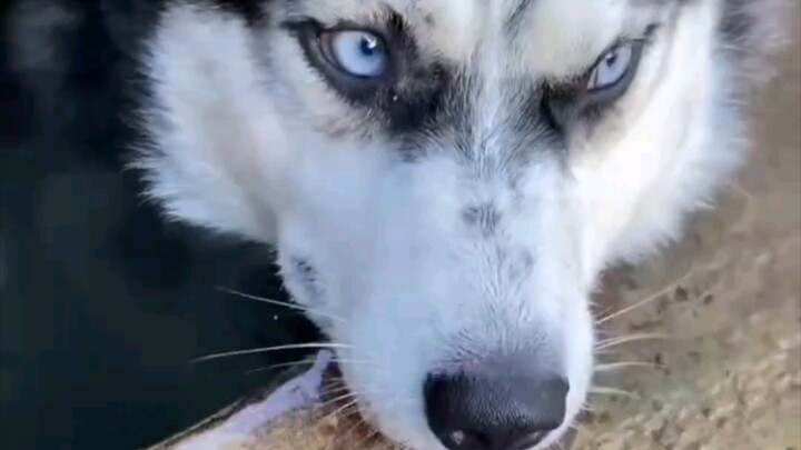 Anjing Husky memang tidak pernah mengecewakan