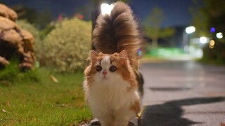 التنزه اليومي مع "الكلب"