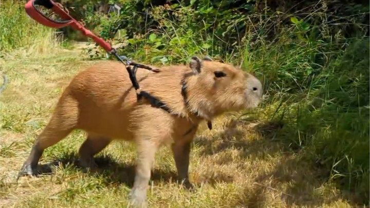 Mengundang mahasiswa untuk membantu mengajak anjing ini jalan-jalan 🧪·̫🧪