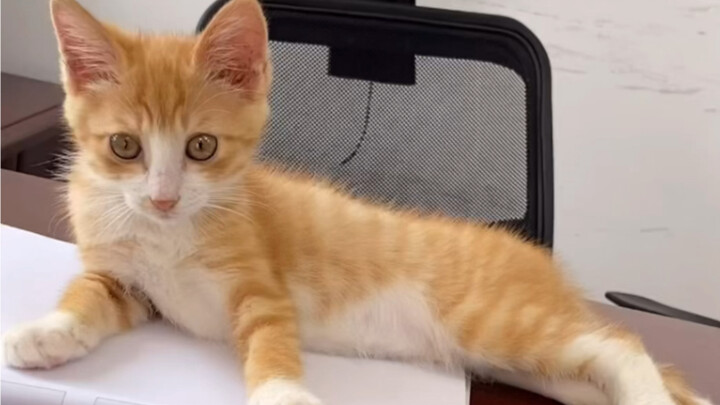 小5传:如何从乖巧可爱走向大反派大魔头的不归路