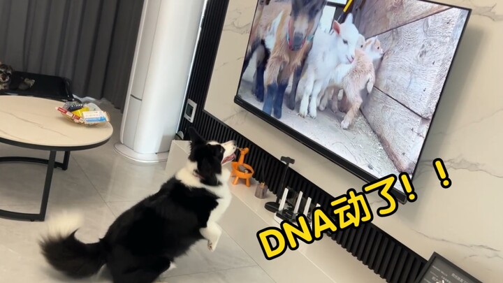 What happens when a Border Collie sees a flock of sheep on TV?