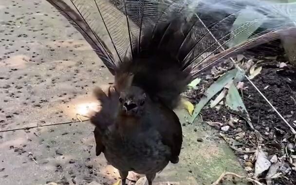 Kemampuan meniru yang luar biasa dari burung kecapi
