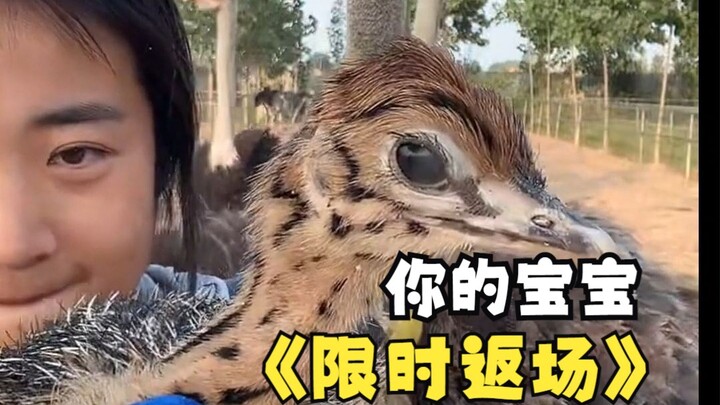 Do ostriches really fly? This video has the answer (and that little baby makes a limited-time encore