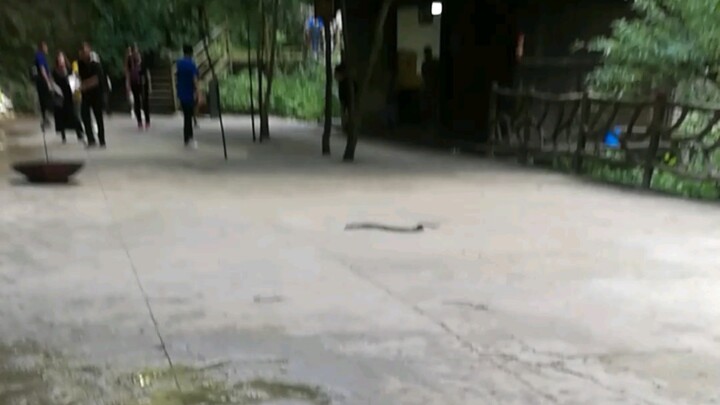 Ketika saya sedang dalam perjalanan ke Gunung Tianmen di Zhangjiajie, seekor ular besar tiba-tiba ja