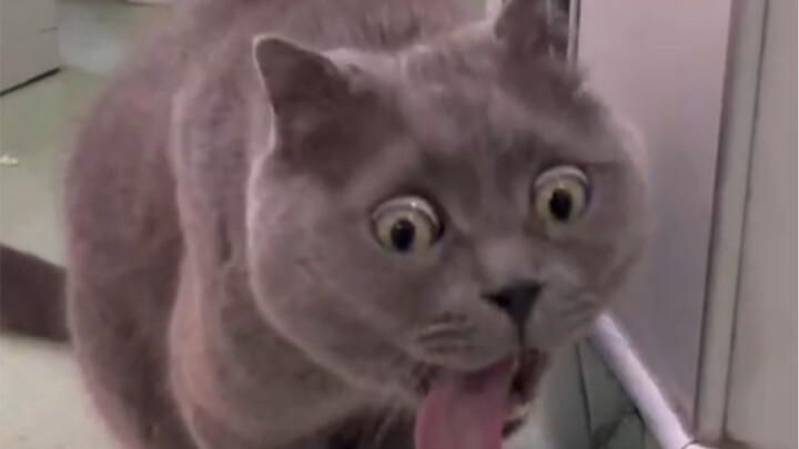 Blue Nurse at the Pet Hospital