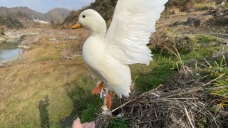 鸭子的飞行高度，别眨眼