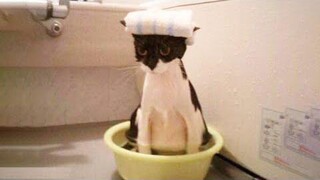 Funniest Cats 😹 - อย่าพยายามกลั้นเสียงหัวเราะ 😂 - Funny Cats Life