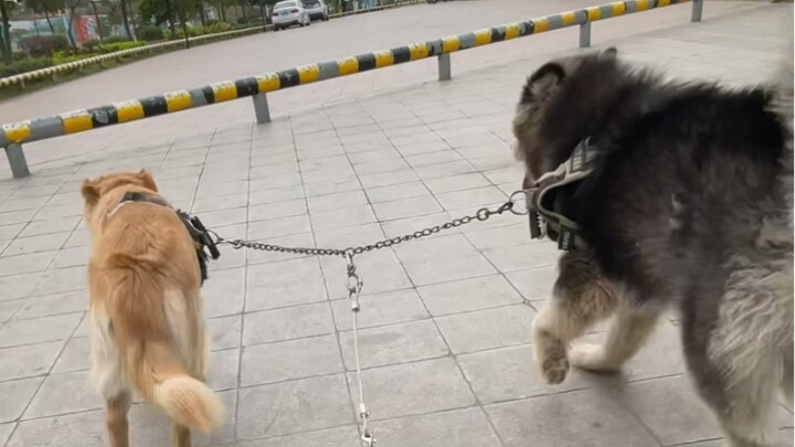 Video manusia purba yang menaklukkan kereta luncur anjing terungkap