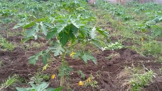 cuer farm