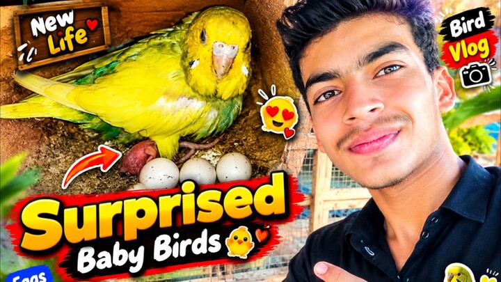 🐦💙 Hamare Budgies Ne Cute Sa Baby De Diya! 🥚🐣😍 | Alhamdulillah ❤️|Ali pet house