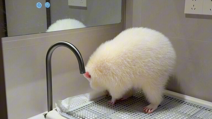 【Raccoon Xiaoxiao】Video sudah dibundel, ayo lihat!