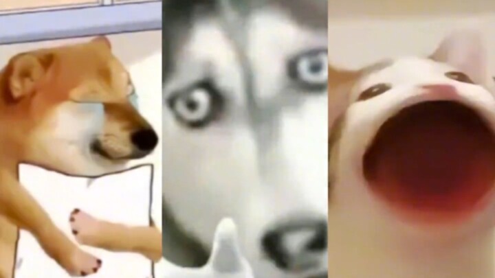 Ba ông lớn meme: Cheems, Ha Ge, Pop Cat