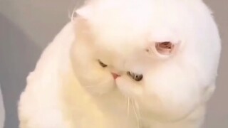 أي حيوان أليف يناسبك؟