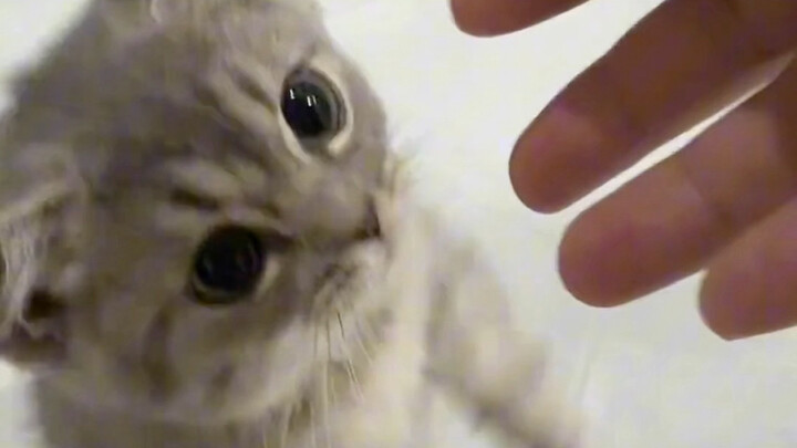 Its little paws are so soft—so cute!