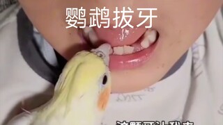 鹦鹉牙医在线拔牙