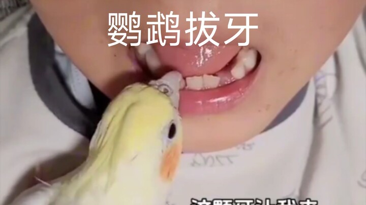 Nhổ răng trực tuyến tại Nha sĩ Parrot