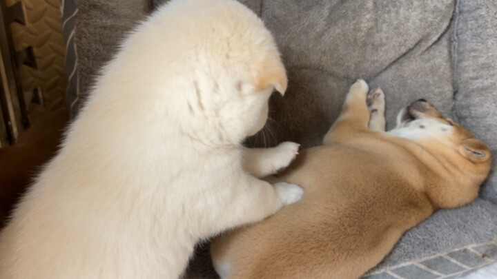 A story about a puppy that wants to wake up another puppy to play with it