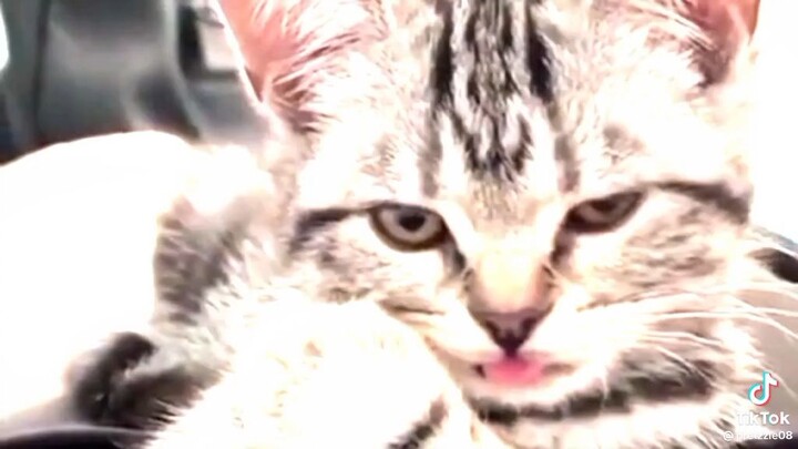 cutie cat
