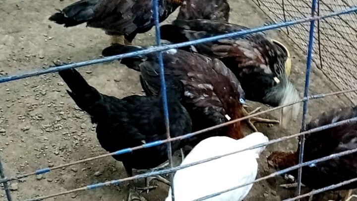 Early Bird Acup banded
