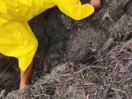 “Netizen: Mother sea turtle uses all her strength to hide her baby, but almost can’t make it back to