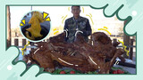【Cooking】Roasting 200 Kilograms of Camel｜20k Yuan ｜Eating in Xinjiang