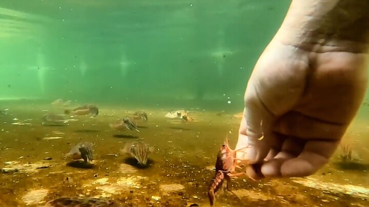 Immersive Squid Raising: The Squids’ First Time Eating Loaches—They’re a Bit Overwhelmed!