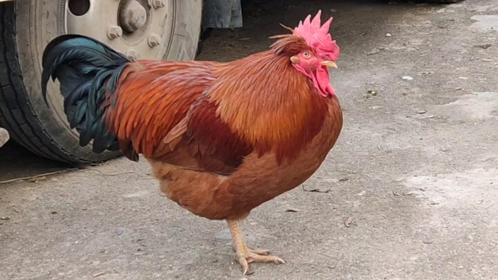 During the New Year, a rooster with one of its legs removed sits forlornly in the corner.