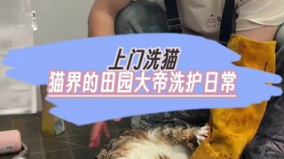 April 18th IP Changsha cat cleaning service. Lihua cat care. How strong is this cat that hasn't been