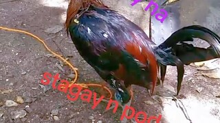 black bogan stag