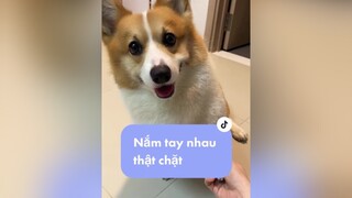 Nắm tay có bầu không ta 😂bobbyunu PetsOfTikTok funnypets corgisoftiktok fypシ thucung