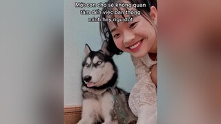 Những câu nói gây xúc động về bé chó khiến chúng ta phải suy ngẫm p1 husky bôngdahusky stt xuhuong rumrau thucung yeudongvat yeuchomeo fyp