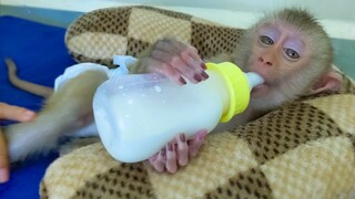 So Sweet Monkey!! Wow, So Adorable Yaya drinking milk style mostly like a professional model