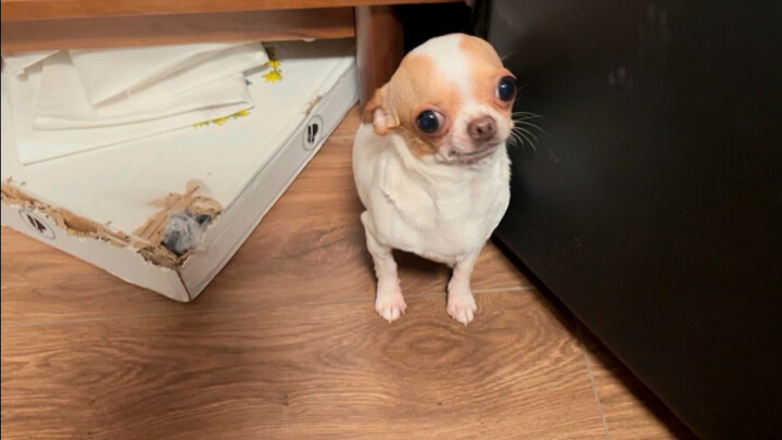 The little dog stays silent, taking all the scolding without a word.