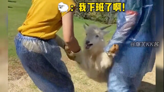 A look at animal performance moments: Say no to animal performances! But what if they insist on perf