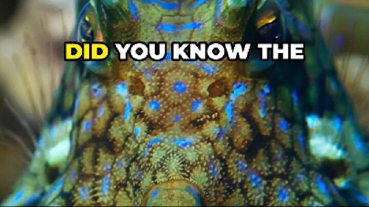 Horned Boxfish: The Spiky Cube of the Reef