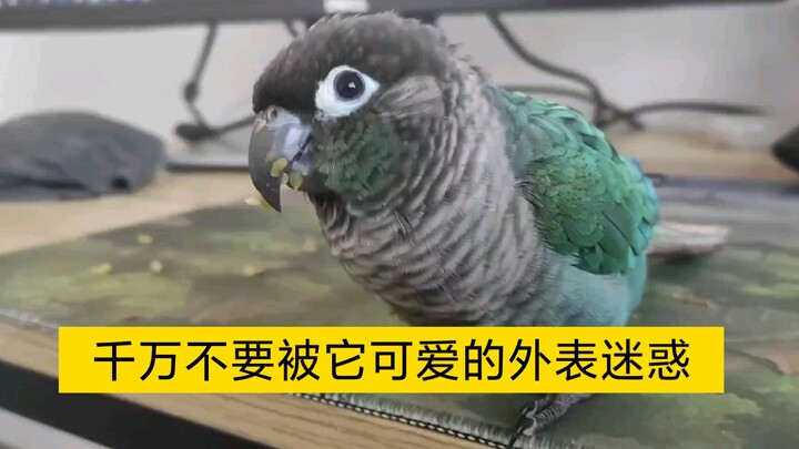 Definitely don’t get a parrot! You might laugh yourself to death!