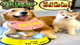 Dương KC | Gia Đình Gâu Đần #4 | Chó thông minh đáng yêu | funny cute smart dog pets | Thú Cưng TV