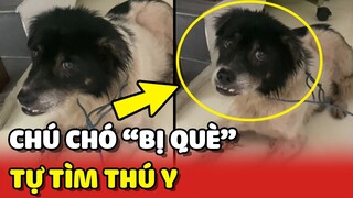 Chú chó "BỊ QUÈ" tự tìm đến THÚ Y để nhờ bác sĩ GIÚP ĐỠ  | Yêu Lu
