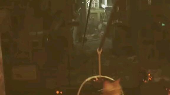 เเมวหมุน