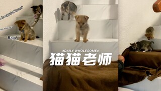 猫猫老师教小狗下楼梯
