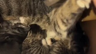 Misplaced maternal love! Cat mother protects mouse cub, leaving owner bewildered