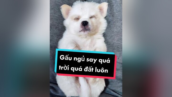 Ngủ say quá haha.  cunyeucuadua chó chócon chókhôn chócute xuhuong fyp