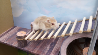 ภารกิจของหนูแฮมสเตอร์ EP 82