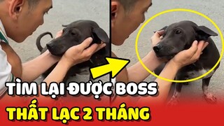 Tìm lại được em cún chỉ cách nhà 1km sau 2 tháng ĐI LẠC 😍 | Yêu Lu